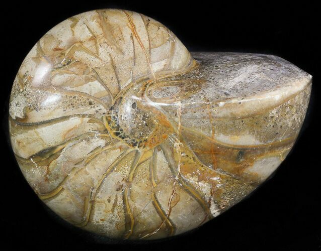 Polished Nautilus Fossil - Madagascar #47389